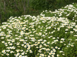 ��A���̃m�[�X�|�[��