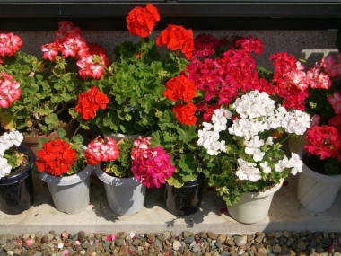 �[���j�E���̑S��