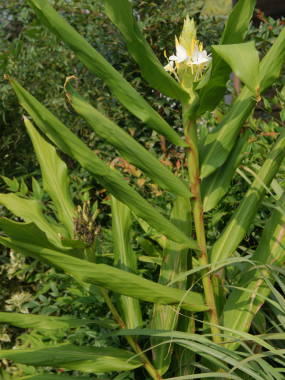 �W���W���[�����[