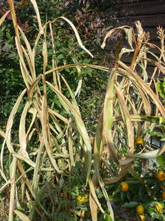 �~�ɗt���͂ꂽ�W���W���[�����[