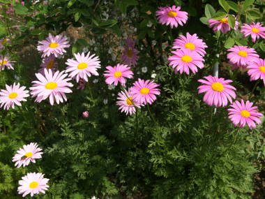 ジョチュウギク(桃色)