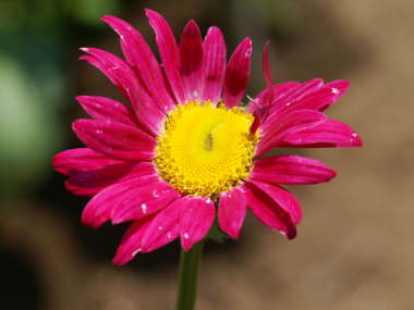 ジョチュウギク(赤色)