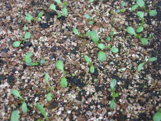 箱まきの発芽(ジョチュウギク)