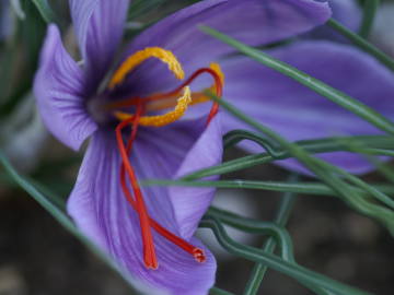 �T�t�����̎�����