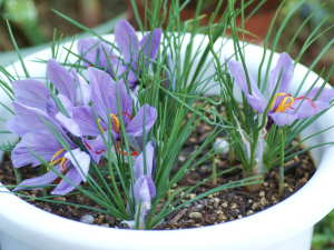 �T�t�����̔��A��