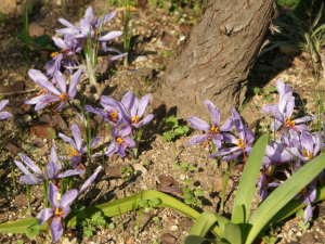 �T�t�����̒�A��