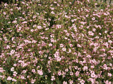 サポナリア・バッカリア