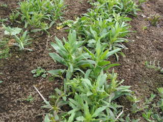 種まき約3ヵ月後(サポナリア・バッカリア)