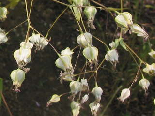 サポナリア・バッカリアの実