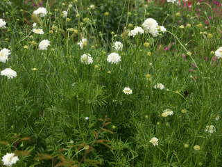 ��A���̃X�J�r�I�T