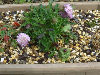 �␫�i��̃X�J�r�I�T