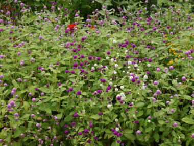 �Z���j�`�R�E�̑S��