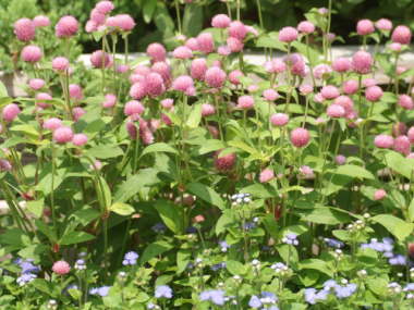 �Z���j�`�R�E