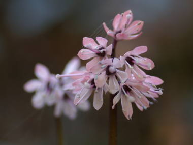 ツクシショウジョウバカマ