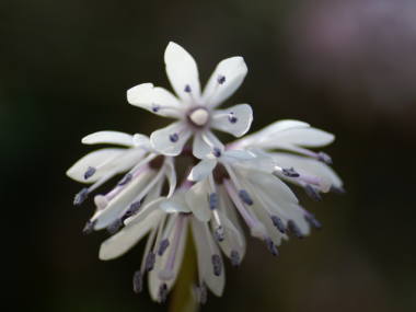 ツクシショウジョウバカマ