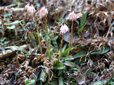 ツクシショウジョウバカマ