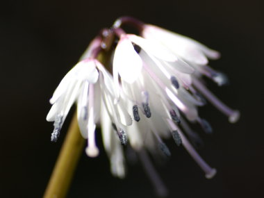 ツクシショウジョウバカマ