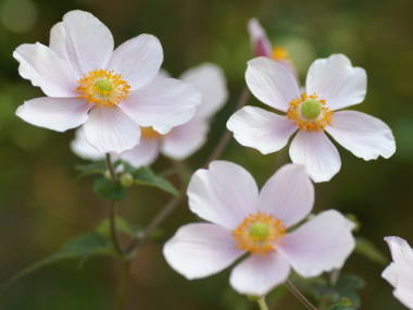 シュウメイギク(白)