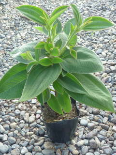 シコンノボタンのポット苗