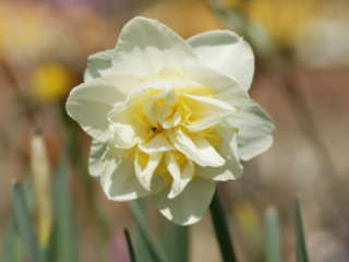 ���d�炫����