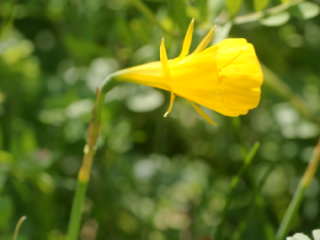 �o���{�R�f�B�E���i����j