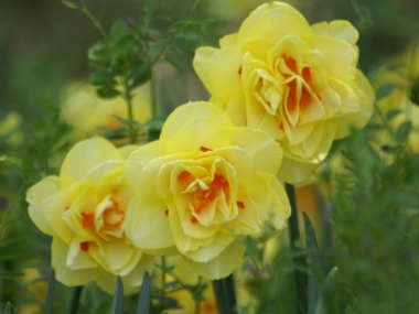 �X�C�Z�� �i����j