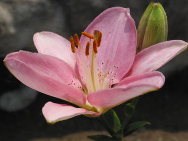 スカシユリ(ピンク)