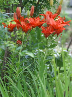 スカシユリの全体