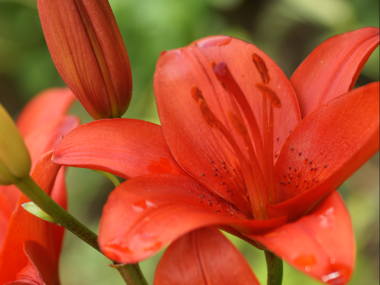 スカシユリのアップ