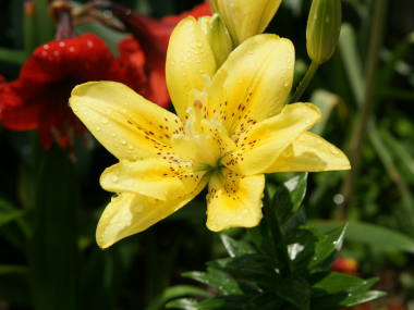 八重咲きのスカシユリ(ファタモルガナス)