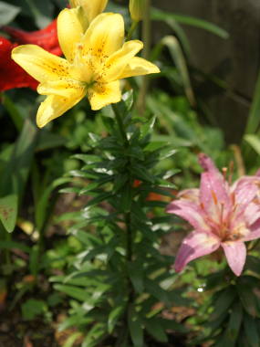 八重のスカシユリ2(ファタモルガナス)