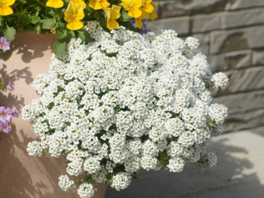 �X�C�[�g�A���b�T��