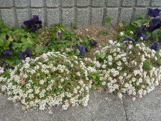 ���Œɂ݉Ԃ����Ȃ��X�C�[�g�A���b�T��