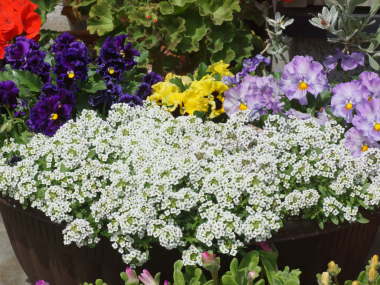 �X�C�[�g�A���b�T���̔��A��