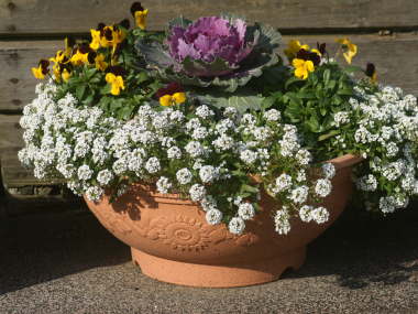 �X�C�[�g�A���b�T���̊񂹐A��