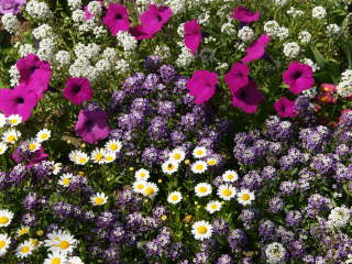 ��A���̃X�C�[�g�A���b�T��