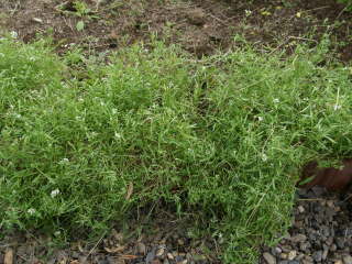 �Ă𒴂����X�C�[�g�A���b�T��