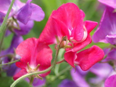 スイートピー(ピンク)