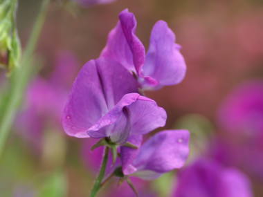 スイートピー(紫)