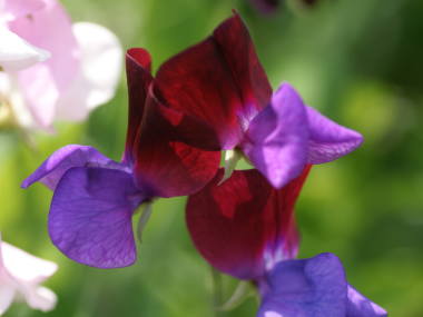 スイートピー(紫)