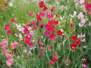 スイートピーの全体