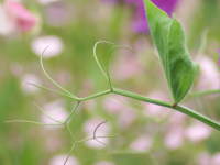 巻きひげ(スイートピー)