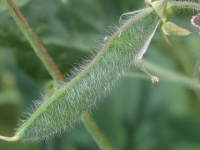 鞘(スイートピー)