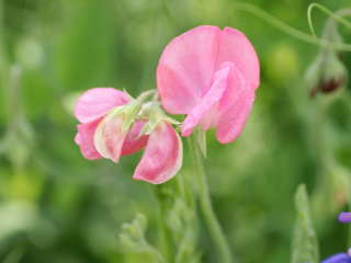 �X�C�[�g�s�[