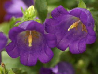 �J���p�j�����E���f�B�E���i�t�E�����\�E�j