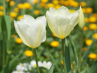 �`���[���b�v