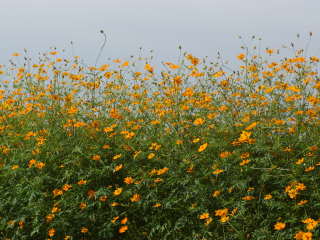 �����̃L�o�i�R�X���X