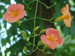 �m�E�[���J�Y��