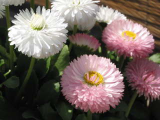 �`�����A���f�[�W�[