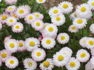 �`�����A���f�[�W�[